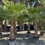 Palma vláknitá (Washingtonia filifera) – výška kmeňa 140-150 cm, celková výška 280-300 cm, kont. C70L (-10°C)